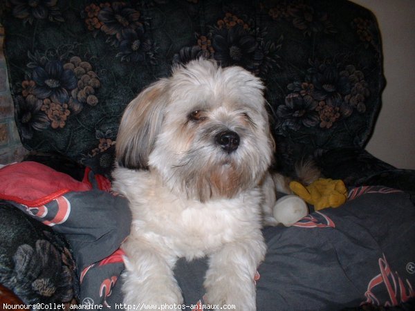 Photo de Lhassa apso