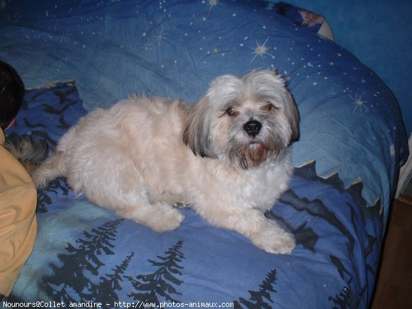 Photo de Lhassa apso