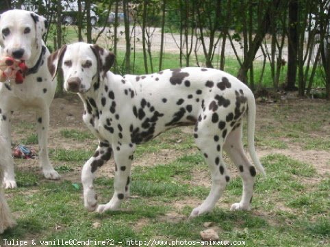 Photo de Dalmatien