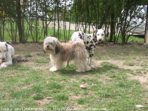 Photo de Dalmatien