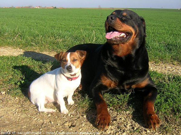 Photo de Rottweiler