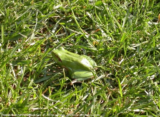 Photo de Grenouille - rainette