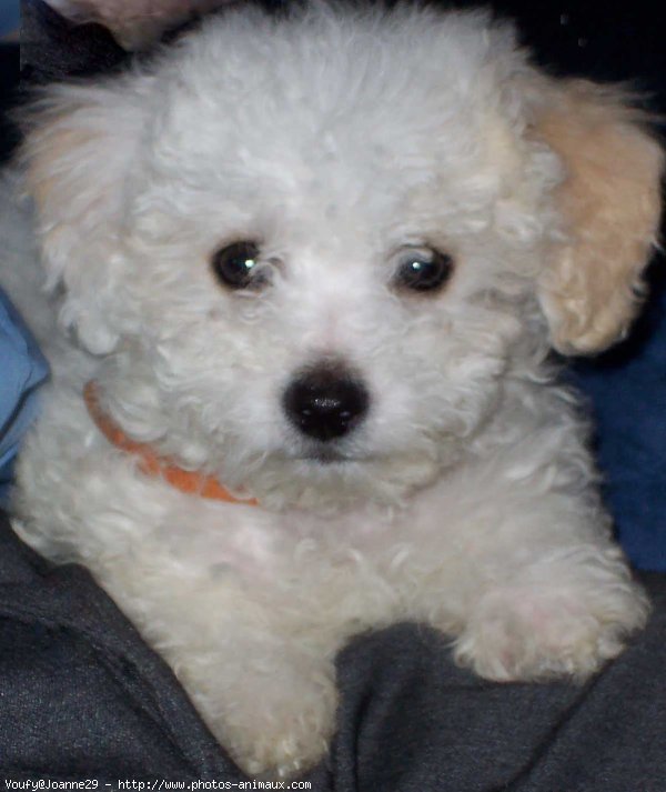 Photo de Bichon  poil fris