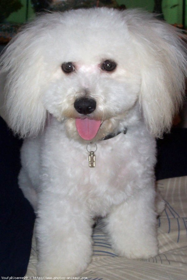 Photo de Bichon  poil fris