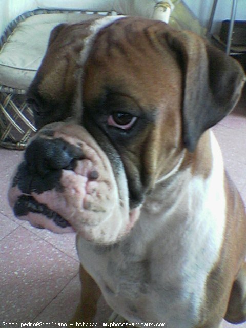 Photo de Boxer