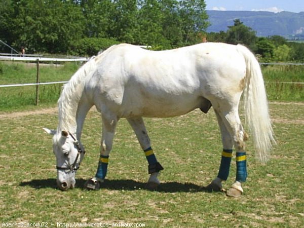 Photo de Races diffrentes