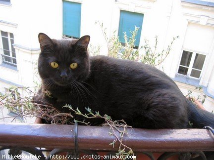 Photo de British shorthair