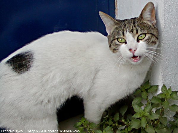 Photo de Chat domestique