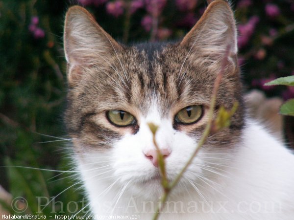 Photo de Chat domestique