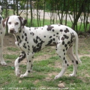 Photo de Dalmatien