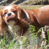 Photo de Cavalier king charles spaniel