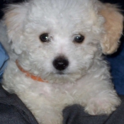 Photo de Bichon  poil fris