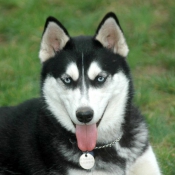 Photo de Husky siberien