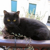 Photo de British shorthair