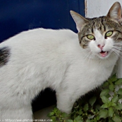 Photo de Chat domestique