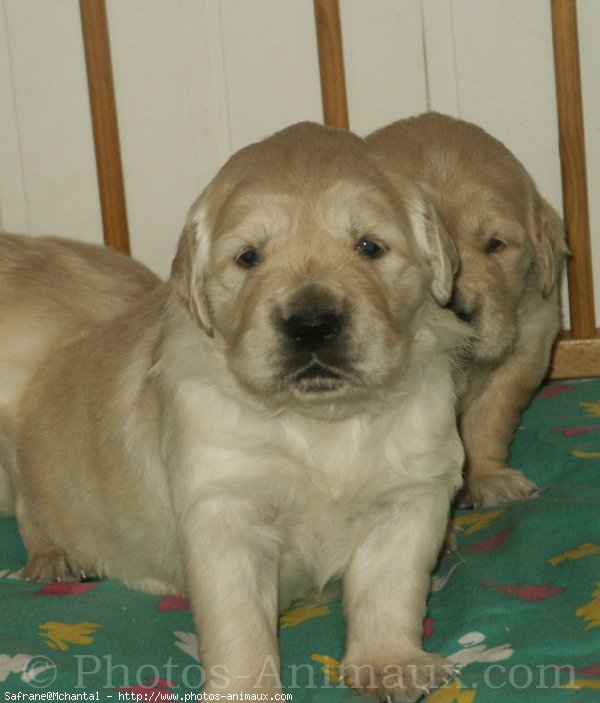 Photo de Golden retriever