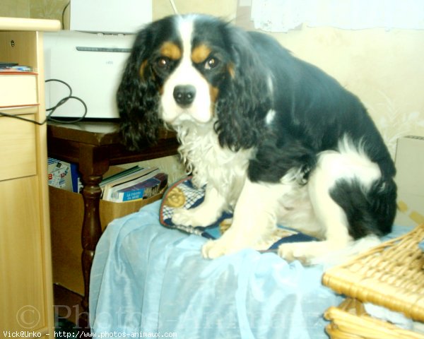 Photo de Cavalier king charles spaniel