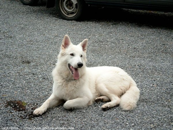 Photo de Berger blanc suisse