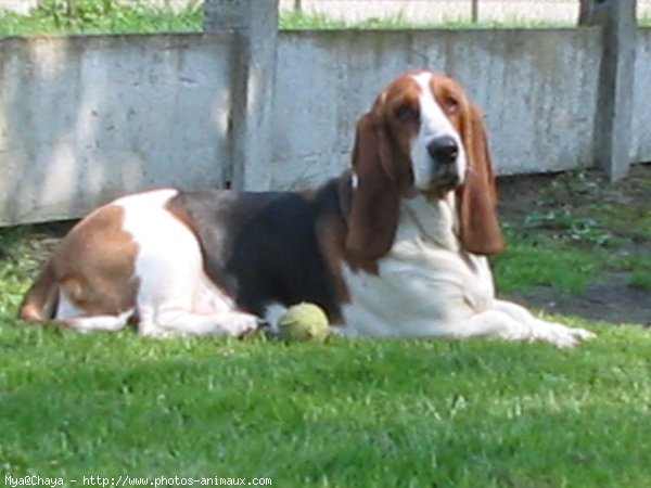 Photo de Basset hound