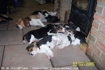 Photo de Beagle