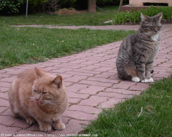 Photo de Chat domestique