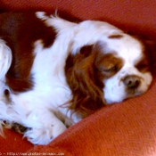 Photo de Cavalier king charles spaniel