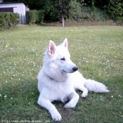 Photo de Berger blanc suisse