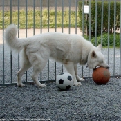 Photo de Berger blanc suisse