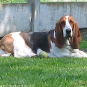 Photo de Basset hound