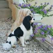 Photo de Cavalier king charles spaniel