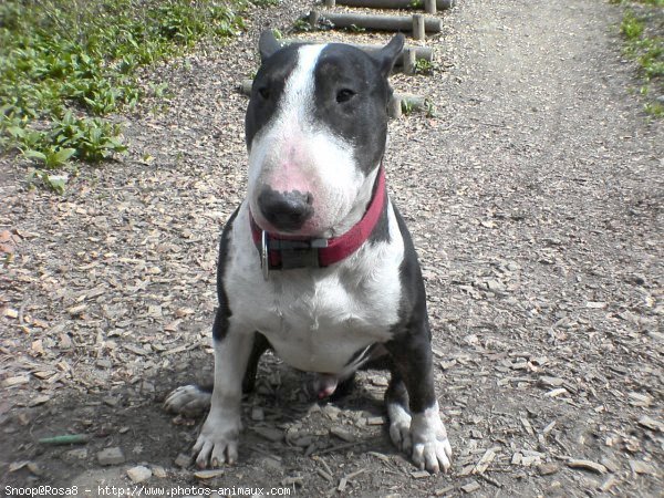 Photo de Bull terrier miniature