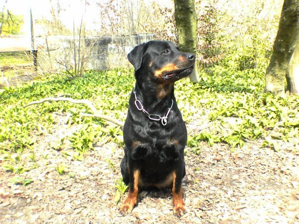 Photo de Rottweiler