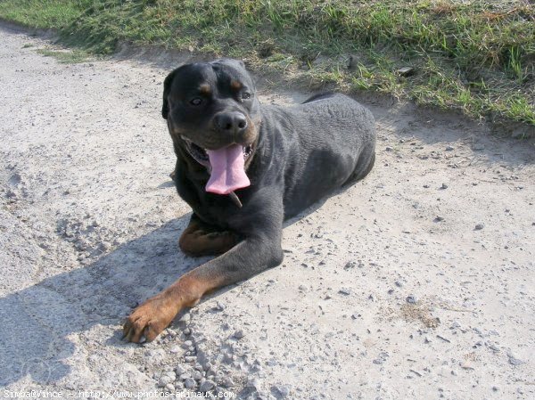 Photo de Rottweiler