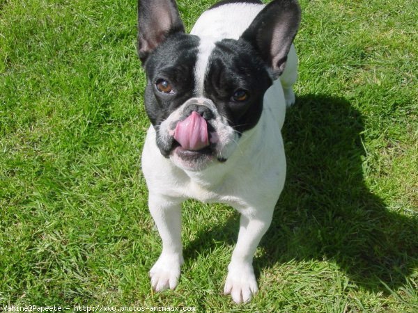 Photo de Bouledogue franais