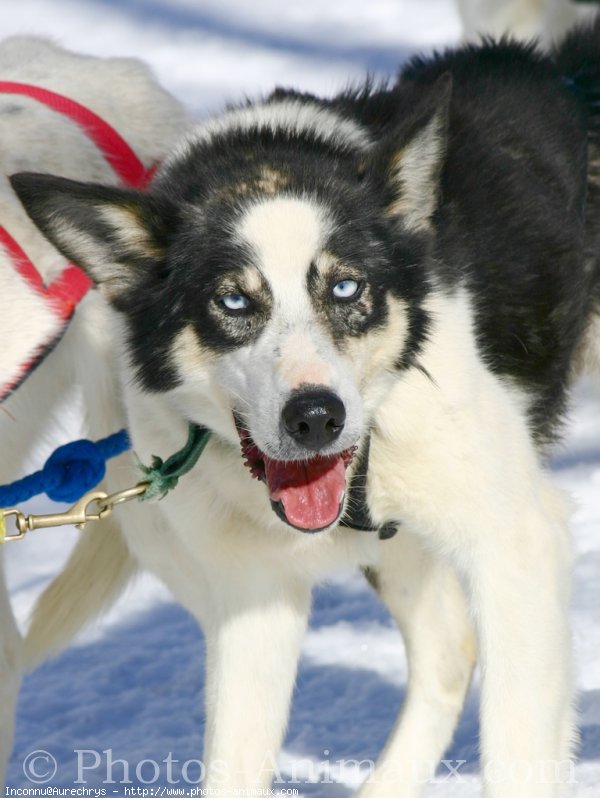 Photo de Husky siberien