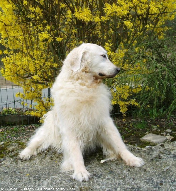 Photo de Golden retriever