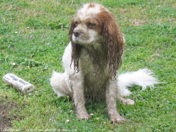 Photo de Cavalier king charles spaniel