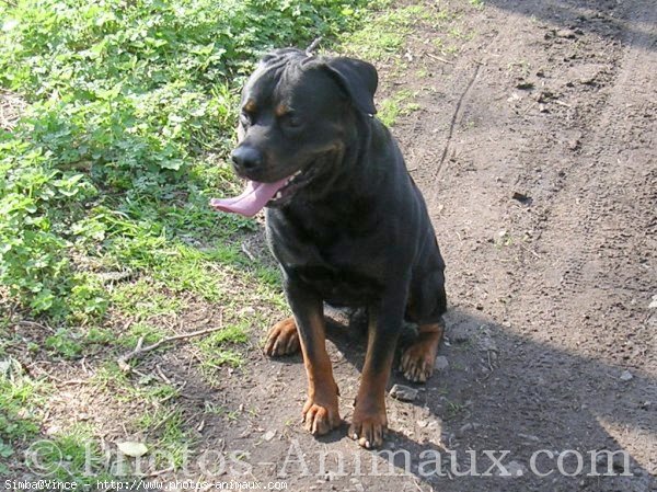 Photo de Rottweiler