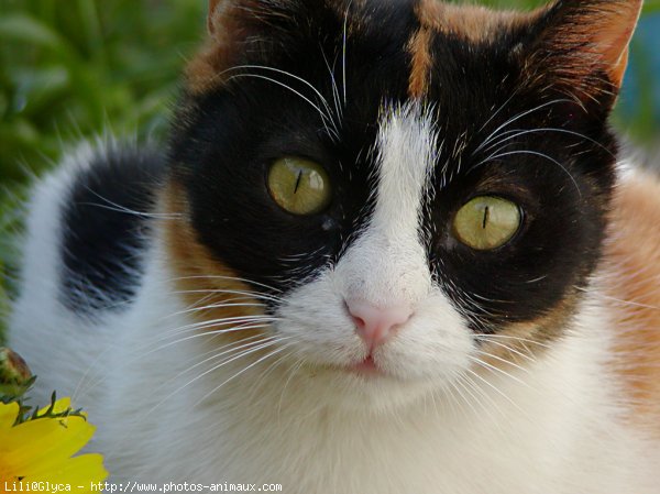 Photo de Chat domestique