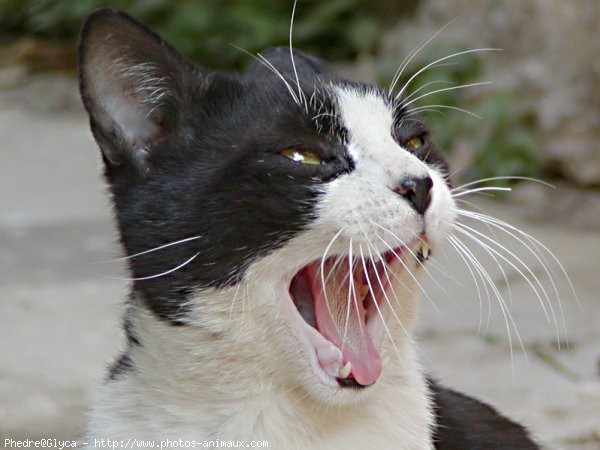 Photo de Chat domestique