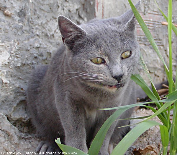 Photo de Chat domestique