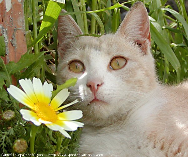 Photo de Chat domestique