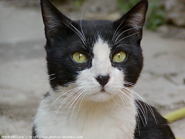 Photo de Chat domestique