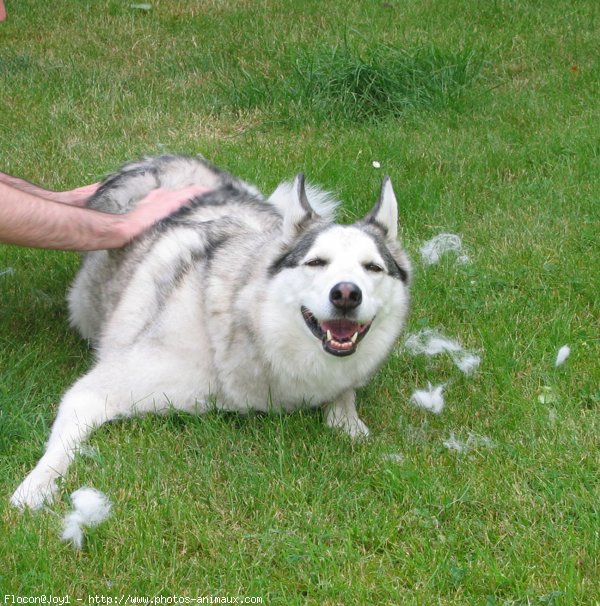 Photo de Husky siberien