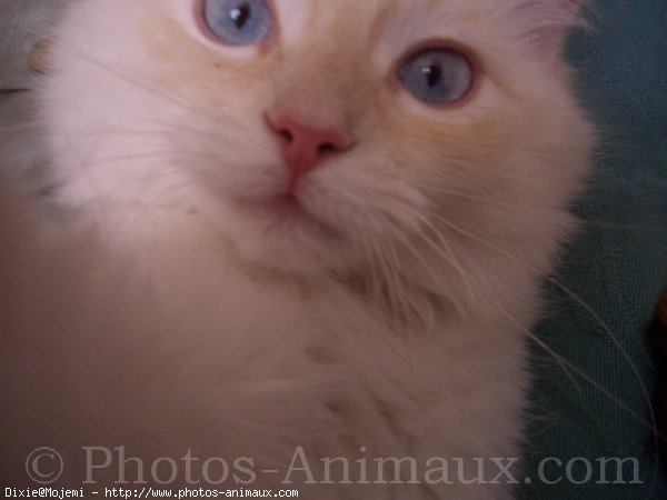 Photo de Ragdoll