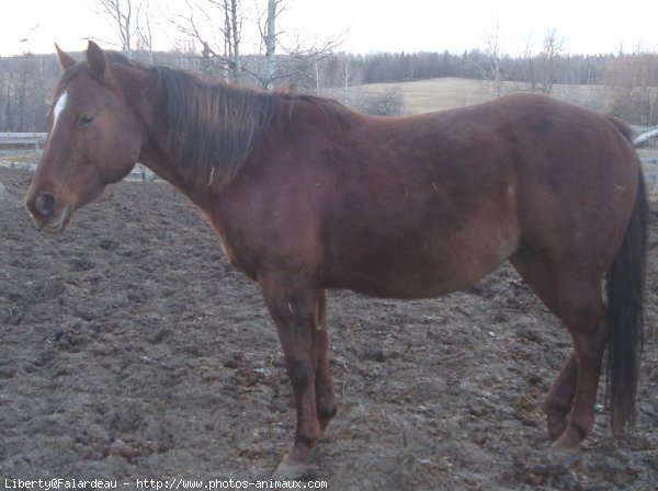 Photo de Quarter horse