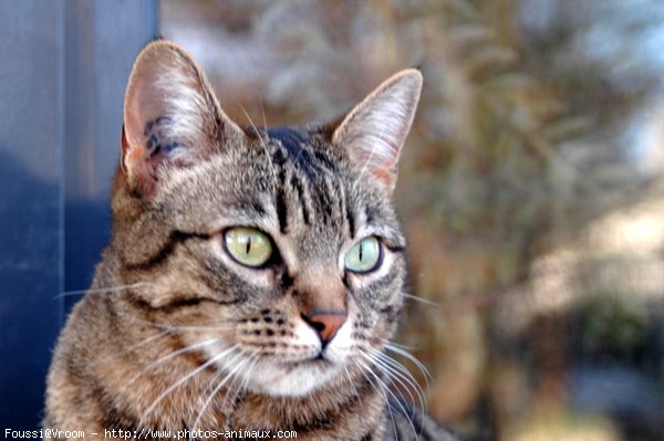 Photo de Chat domestique