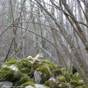 Photo d'Akita inu