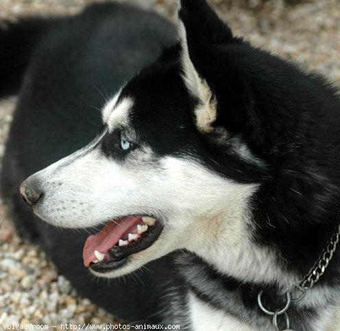 Photo de Husky siberien