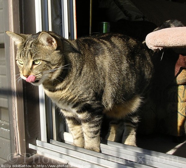 Photo de Chat domestique